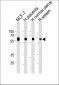 HDAC1 Antibody (N-term)